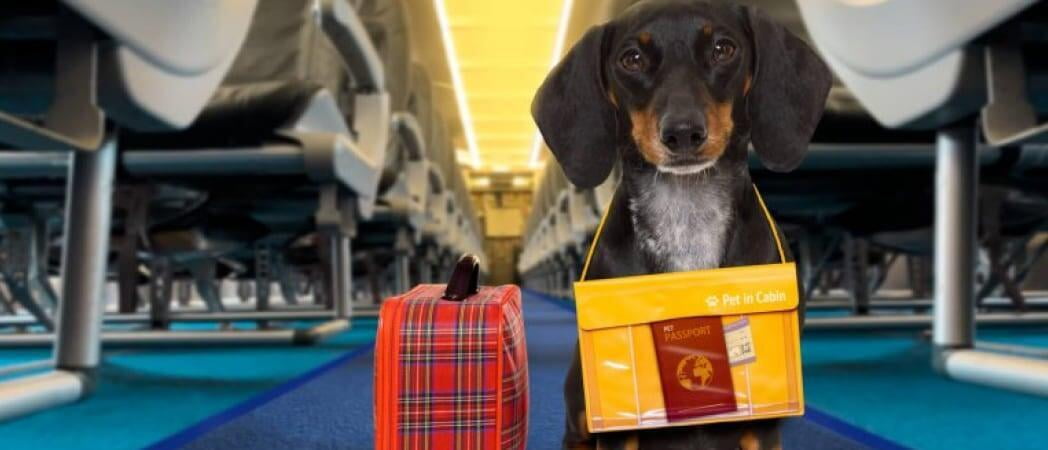 Disposiciones y requisitos para mascotas en su viaje